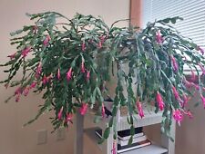 Thanksgiving Cactus Unrooted cutting. Easy to grow indoor houseplant Succulent for sale  Shipping to South Africa