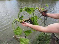Pond plants water for sale  BRIDGWATER