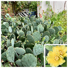 Prickly pear cactus for sale  Browns Mills
