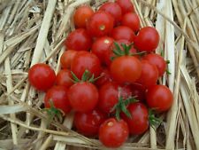 100 graines tomates d'occasion  Vitry-en-Artois