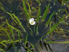 pond weed for sale  Shipping to Ireland