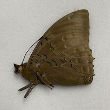 Butterfly - Charaxes bipunctatus - Mabira Forest, Uganda, used for sale  Shipping to South Africa