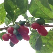 100 goji berry for sale  Silver Spring