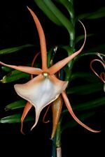 Espèce orchidée angraecum d'occasion  Paris XV