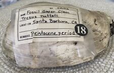 Fossil gaper clam for sale  San Pedro