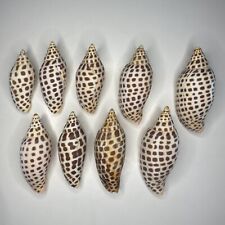 Used, Scaphella Junonia Sea Shells Lot of 9 Rare for sale  Shipping to South Africa