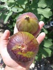 Ionias fig cuttings for sale  Shipping to Ireland