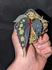 Begonia kalimantan type for sale  Shipping to Ireland