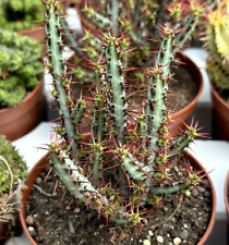 Euphorbia aeruginosa pot usato  Baranzate