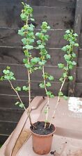 Gooseberry bush shrub for sale  WAKEFIELD