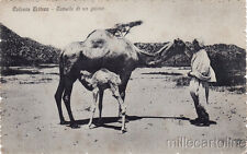 Eritrea cammello appena usato  Roma