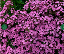 Saponaria occymoides tumbling for sale  DURHAM