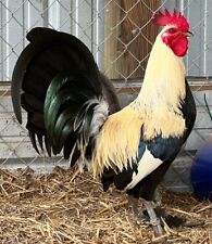 Gamefowl hatching chicken for sale  Town Creek