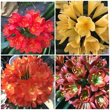 Clivia mixed seeds. for sale  MEXBOROUGH