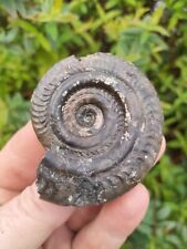 Hildoceras bifrons ammonite for sale  Shipping to Ireland