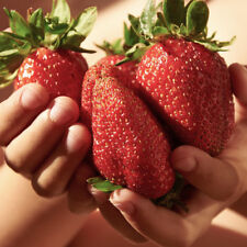 Pack giant strawberry for sale  PETERBOROUGH