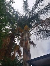Tropical queen palm for sale  Tucson
