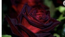 Black magic rose for sale  Elkhart