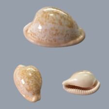 Cypraea fuscorubra, Hout Bay, South Africa, 34.6mm, SELECTED for sale  Shipping to South Africa