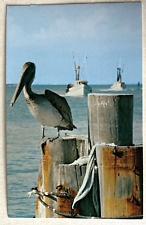 Postcard florida waterways for sale  Miami Beach