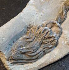 Crinoid cyathocrinites late for sale  Jackson