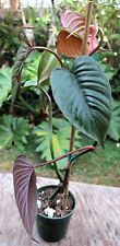 Philodendron ernestii red for sale  Hollywood