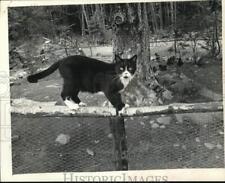 Used, 1975 Press Photo Cat on grounds of Berkshire Bird Paradise sanctuary in New York for sale  Memphis