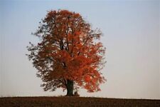 Tilia cordata winterlinde gebraucht kaufen  Eslohe