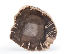 Petrified wood slab for sale  Dallas