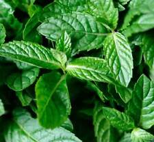 Peppermint 1000 seeds for sale  Shipping to Ireland