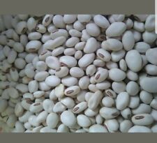 Canavalia ensiformis White Seeds, Horse Bean , Jack bean, Sword bean Seeds for sale  Shipping to South Africa