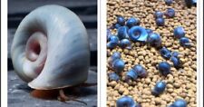 Blue ramshorn snails for sale  GLOUCESTER