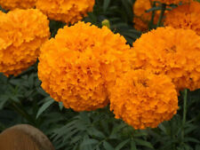 Studentenblume samen tagetes gebraucht kaufen  Hebertsfelden