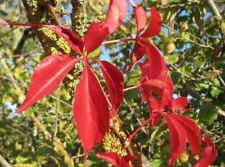 Parthenocissus quinquefolia vi usato  Napoli