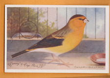 Pássaros- Canário e gaiola Bird Life, Canário- Bullfinch.     Cartão postal comprar usado  Enviando para Brazil