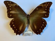 Morpho hercules diadema gebraucht kaufen  Marienmünster