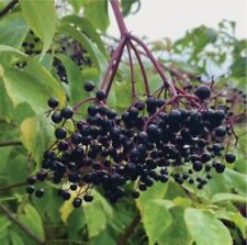 200 elderberry seeds for sale  Houston