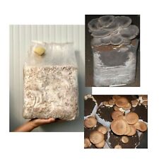 Pani funghi pleurotus usato  San Giovanni Rotondo