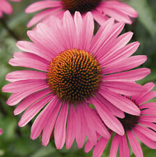 7 individual well established Pink Echinacea  plants in 9 cm pots . for sale  KNUTSFORD