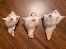 Lightning whelk seashells for sale  Lowell
