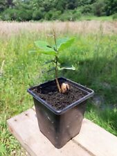 English oak sapling for sale  UK