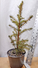 Live norway spruce for sale  La Grande