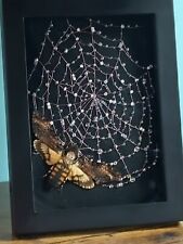 Death hawk moth for sale  BURGESS HILL