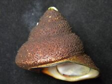 Sea Shells Bolma tayloriana 71mm ID#3709C for sale  Shipping to South Africa