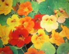 Nasturtium whirly bird for sale  RHYL