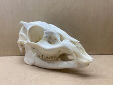 Muntjac skull for sale  CHERTSEY