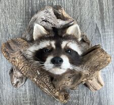 Raccoon peek boo for sale  Indiantown