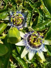 Passiflora passion flower for sale  MARCH