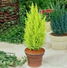 9cm pots conifer for sale  SOUTHAMPTON