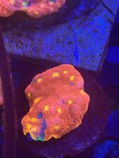 chalice coral for sale  Dearborn Heights